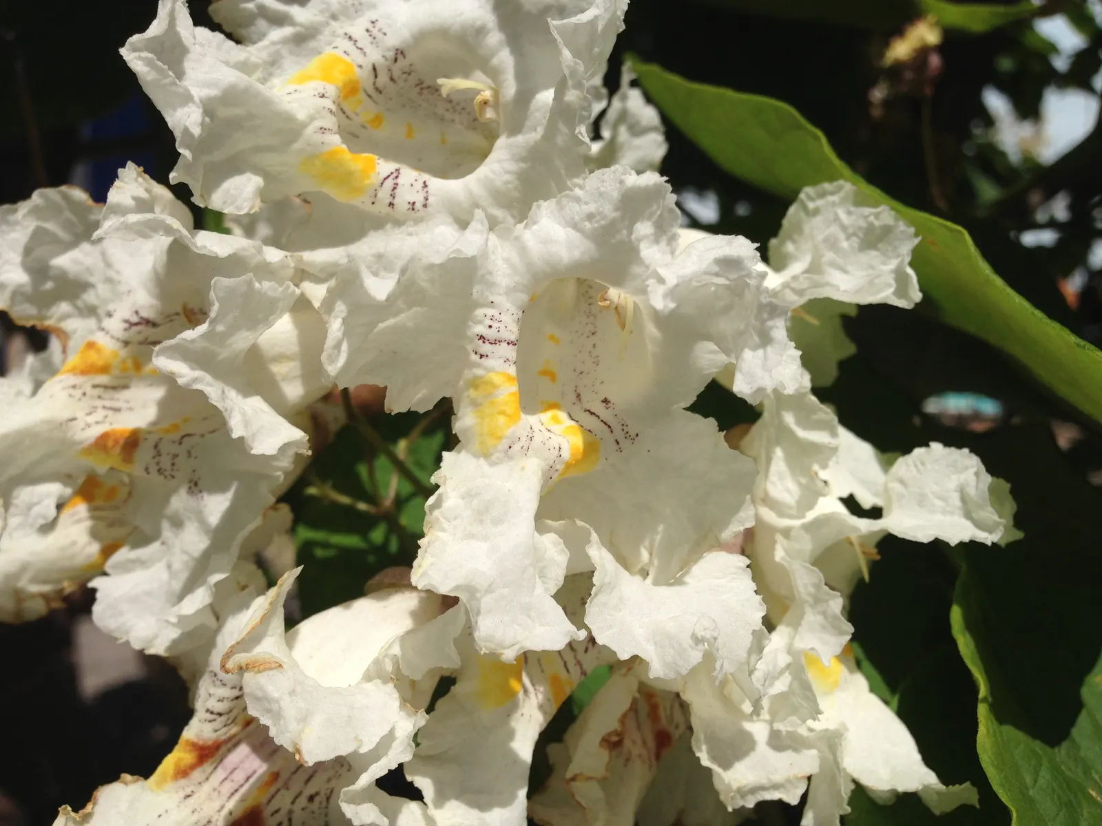 Western Catalpa (Catalpa Speciosa) — trumpet-shaped flowers adorned with purple and yellow markings; each blossom being approximately 2 inches, image 55