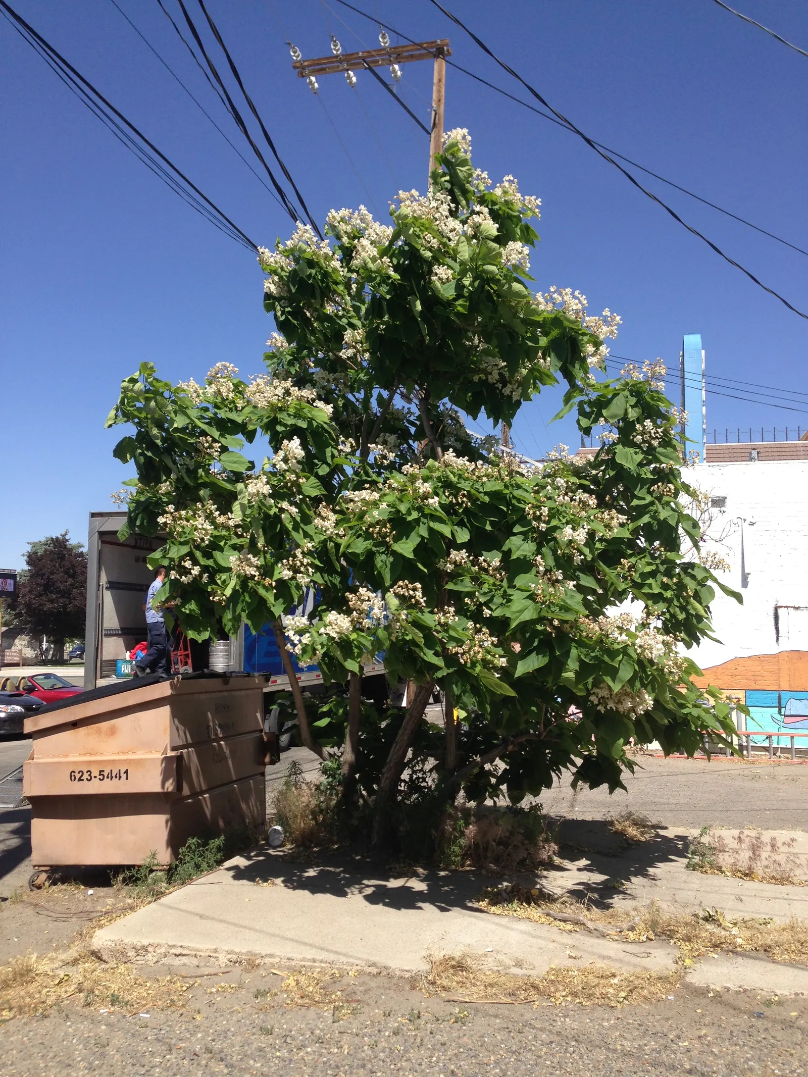 Western Catalpa (Catalpa Speciosa) — heart-shaped leaves and showy; this robust species commands presence