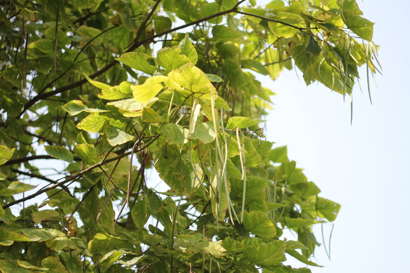 Western Catalpa (Catalpa Speciosa) — Hardy in Zones 4 through 8; earning the tree the nickname "cigar tree." These pods persist through winter