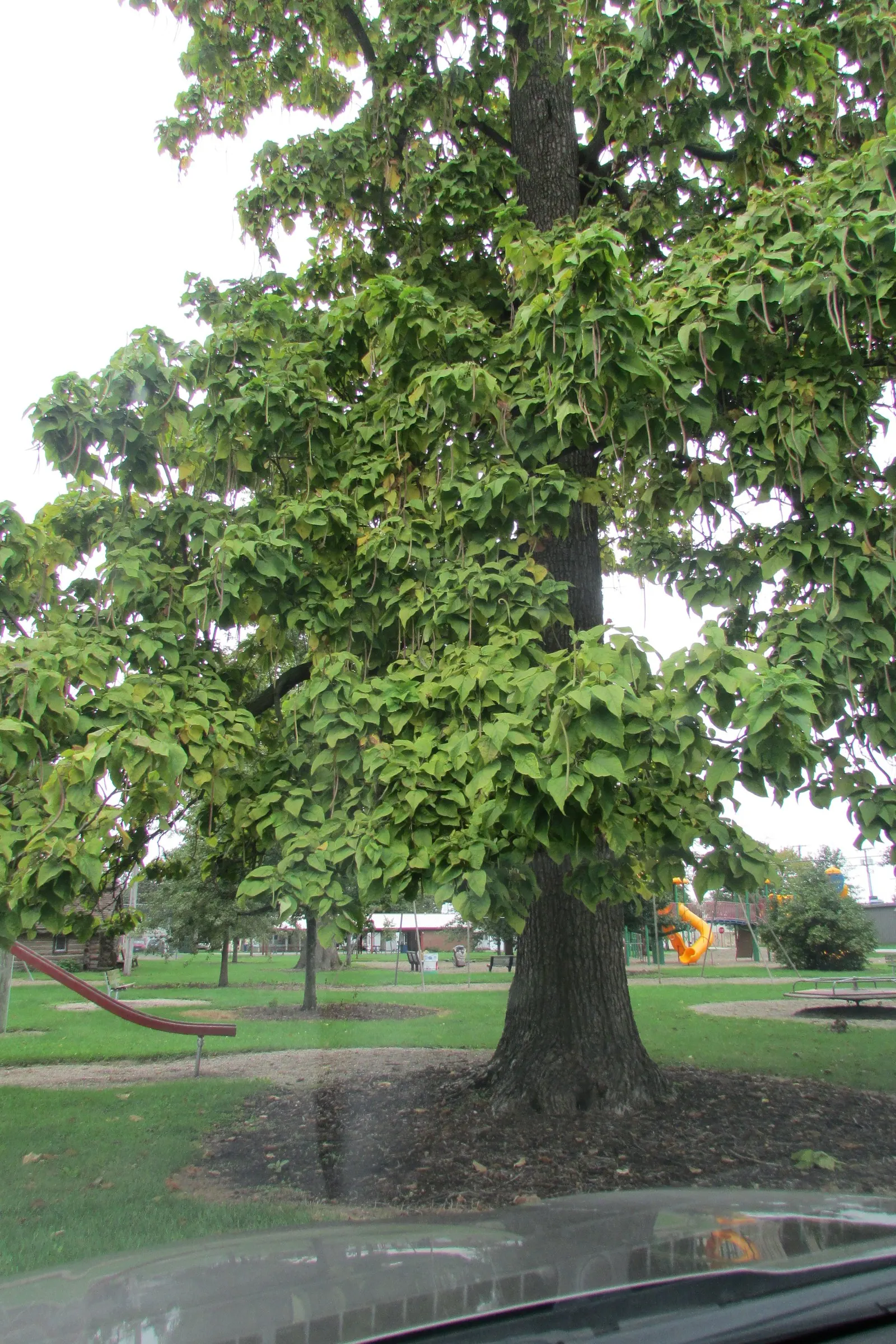 Western Catalpa (Catalpa Speciosa) — With a typical height range between 40 to 60 feet and a spread of 20 to 40 feet; the leaves emerge a luminous, image 62