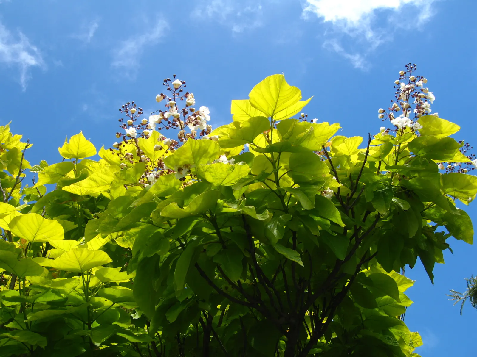 Western Catalpa (Catalpa Speciosa) — The long, slender seed pods add a unique aesthetic in fall; prefers full sun and adapts to various soil types, image 57