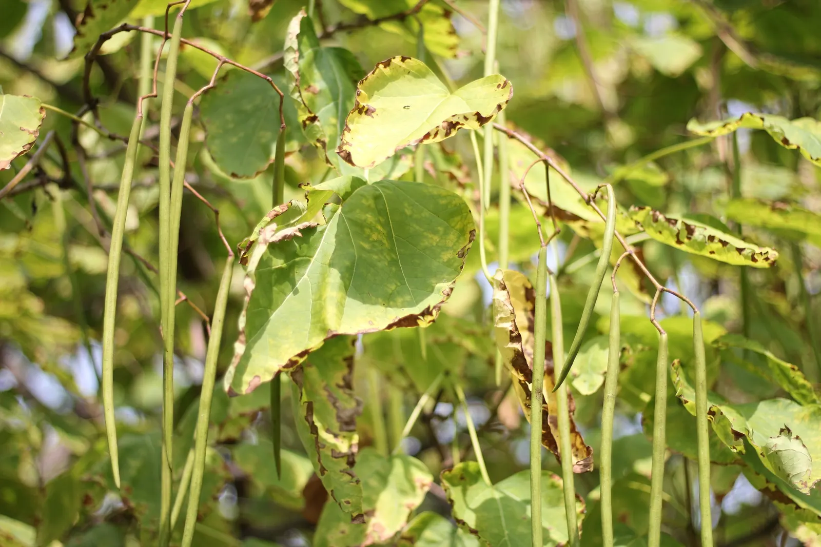 Western Catalpa (Catalpa Speciosa) — With a typical height range between 40 to 60 feet and a spread of 20 to 40 feet; the leaves emerge a luminous green in