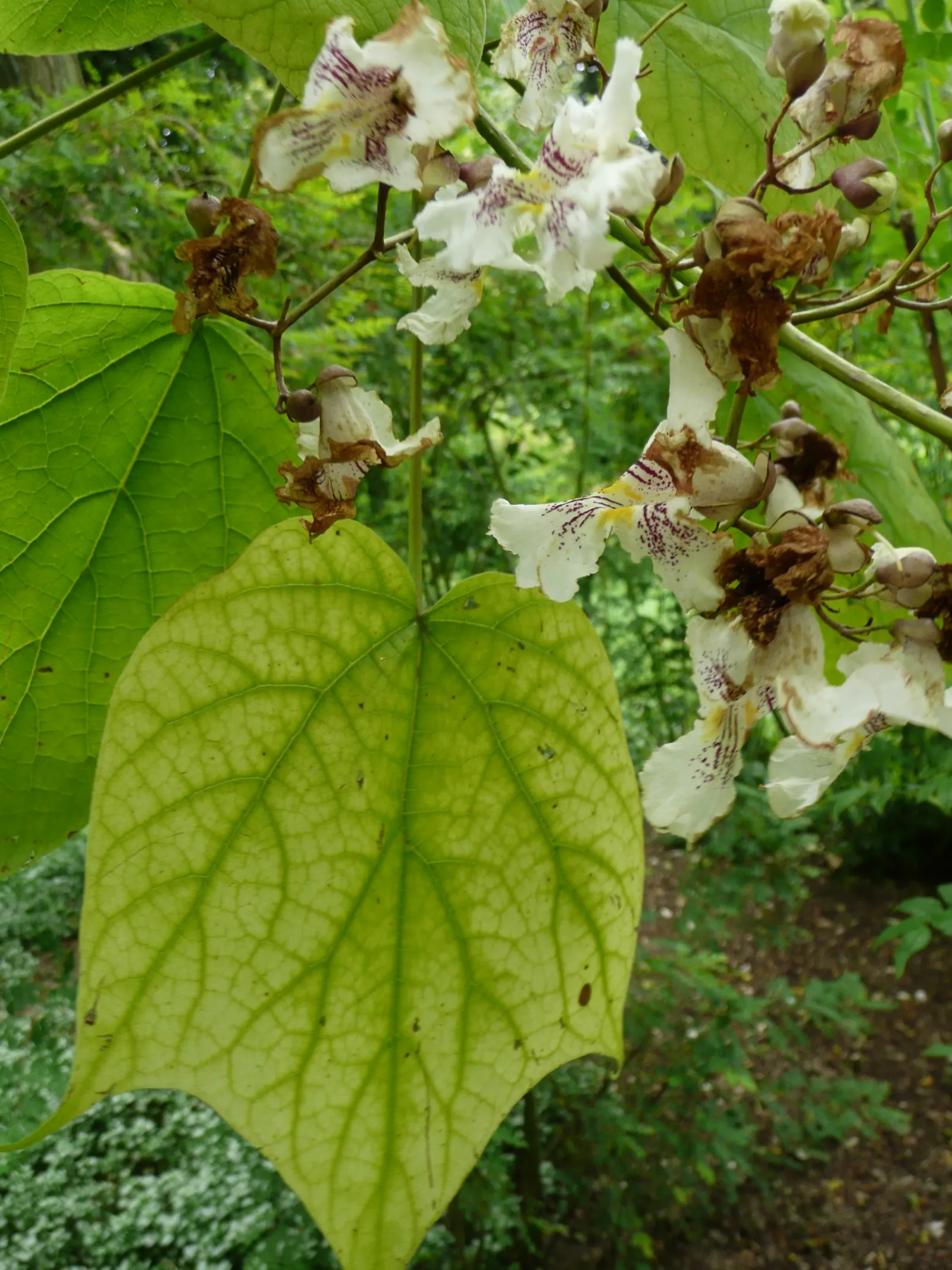 Western Catalpa (Catalpa Speciosa) — is a deciduous tree celebrated for its striking appearance and adaptability; the Western Catalpa (Catalpa, image 60