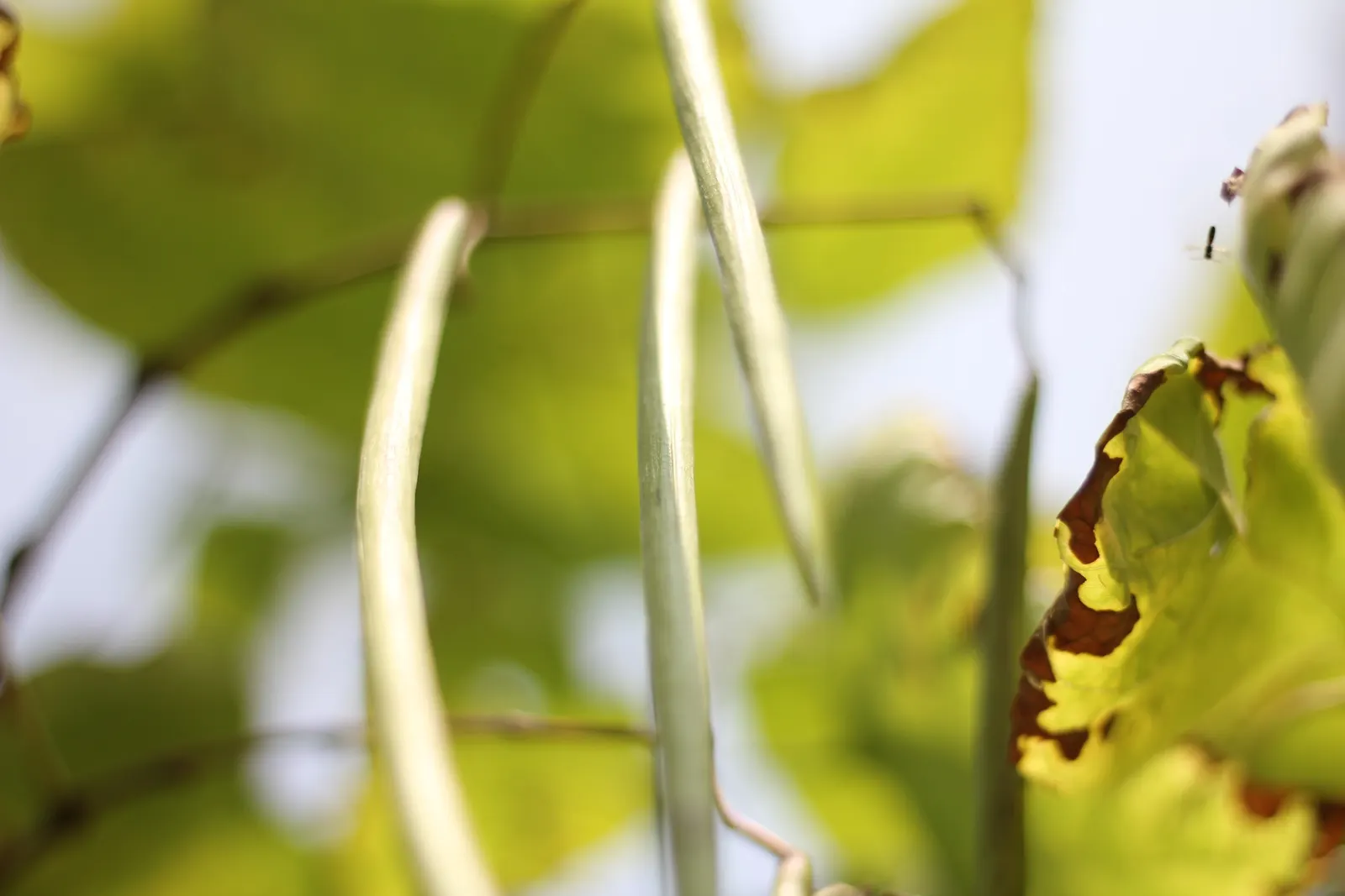 Western Catalpa (Catalpa Speciosa) — which can span up to 12 inches across; with a typical height range between 40 to 60 feet and a spread of 20 to 40 feet
