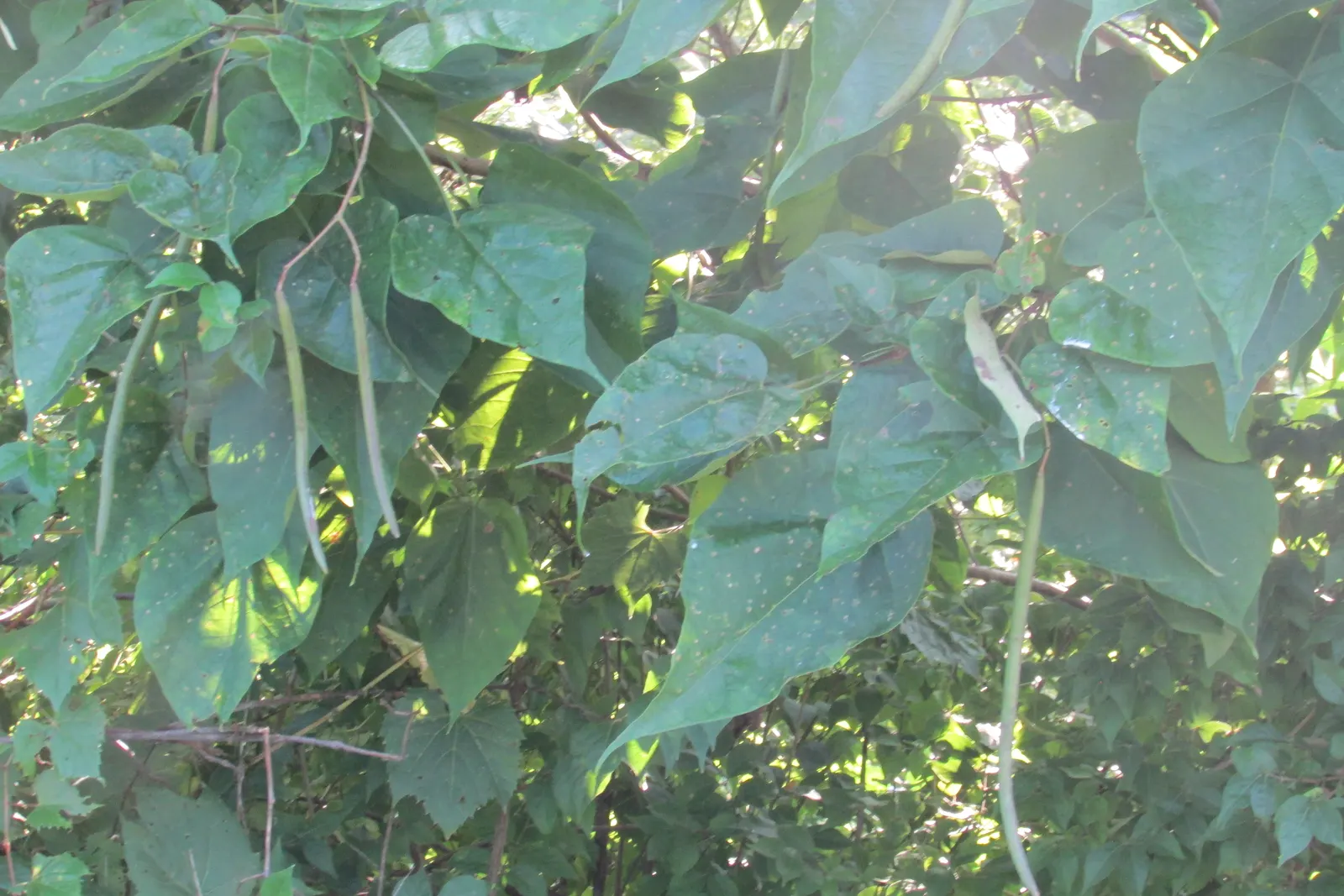 Western Catalpa (Catalpa Speciosa) — trumpet-shaped flowers adorned with purple and yellow markings