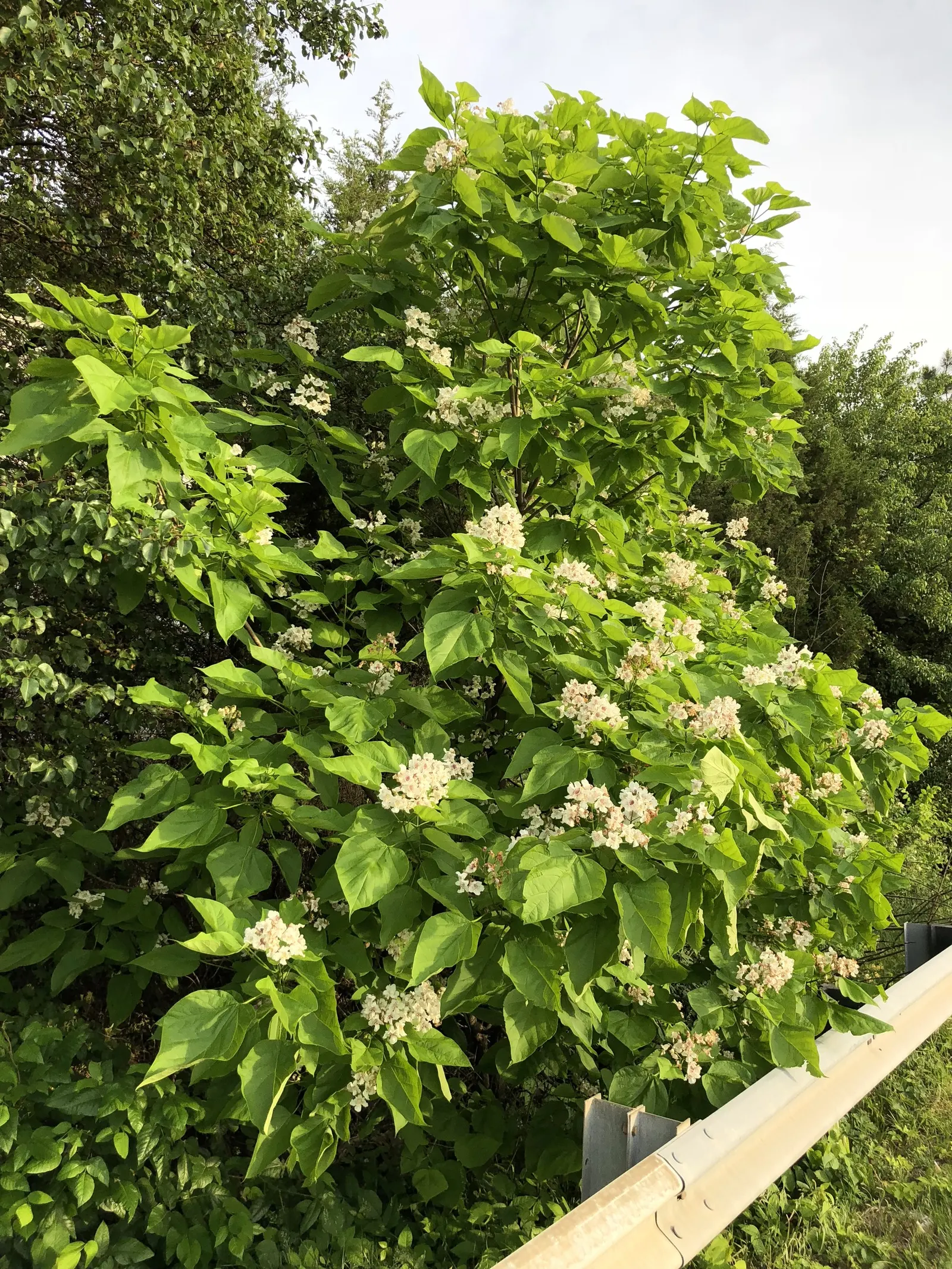 Western Catalpa (Catalpa Speciosa) — It reaches up to 60 feet in height, with a spread of 20 to 40 feet, providing ample shade; tree with white, image 56