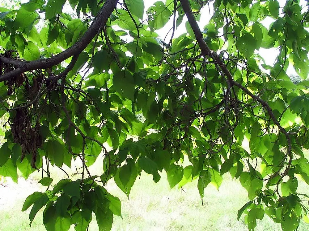 Western Catalpa (Catalpa Speciosa) — It reaches up to 60 feet in height, with a spread of 20 to 40 feet, providing ample shade