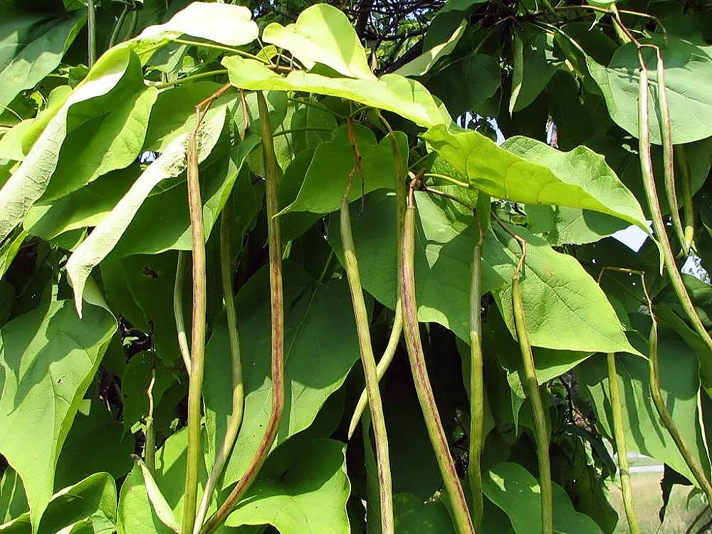 Western Catalpa (Catalpa Speciosa) — It boasts a relatively fast growth rate