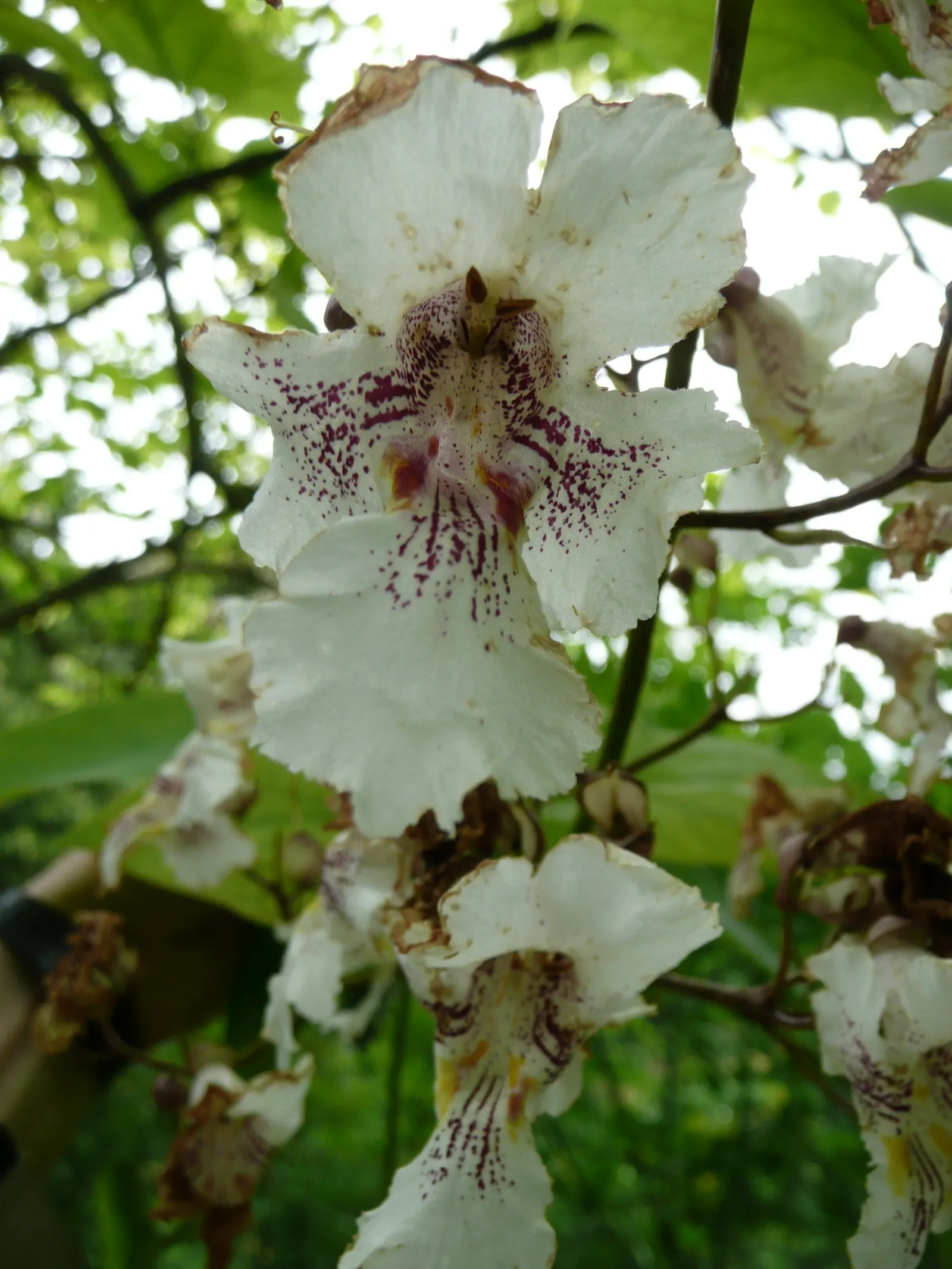 Western Catalpa (Catalpa Speciosa) — is a deciduous tree celebrated for its striking appearance and adaptability; the Western Catalpa (Catalpa speciosa) is a