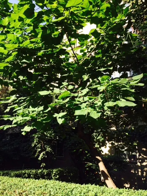 Western Catalpa (Catalpa Speciosa) — It reaches up to 60 feet in height, with a spread of 20 to 40 feet, providing ample shade; tree with white blooms