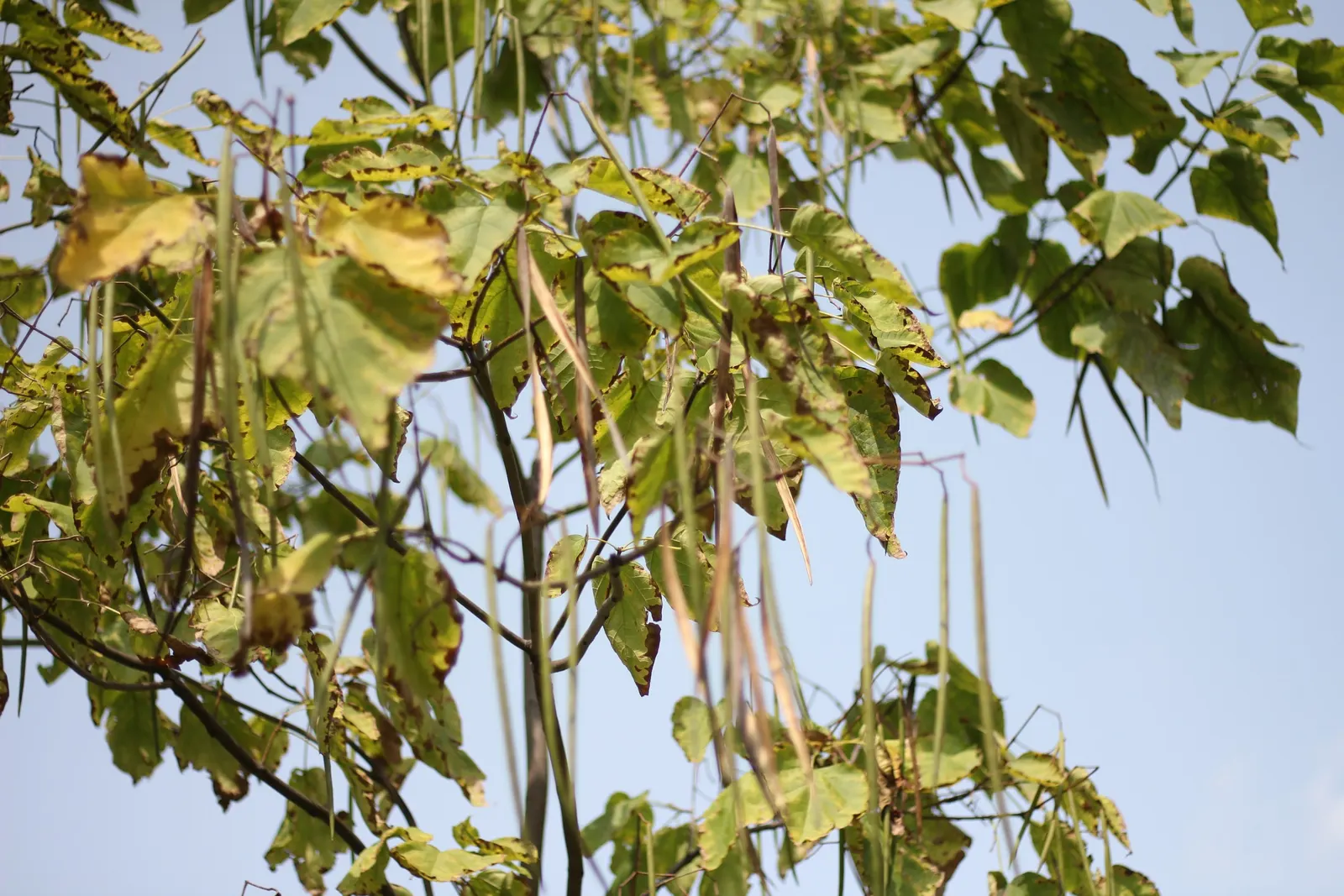 Western Catalpa (Catalpa Speciosa) — Prefers full sun and adapts to various soil types; which can span up to 12 inches across