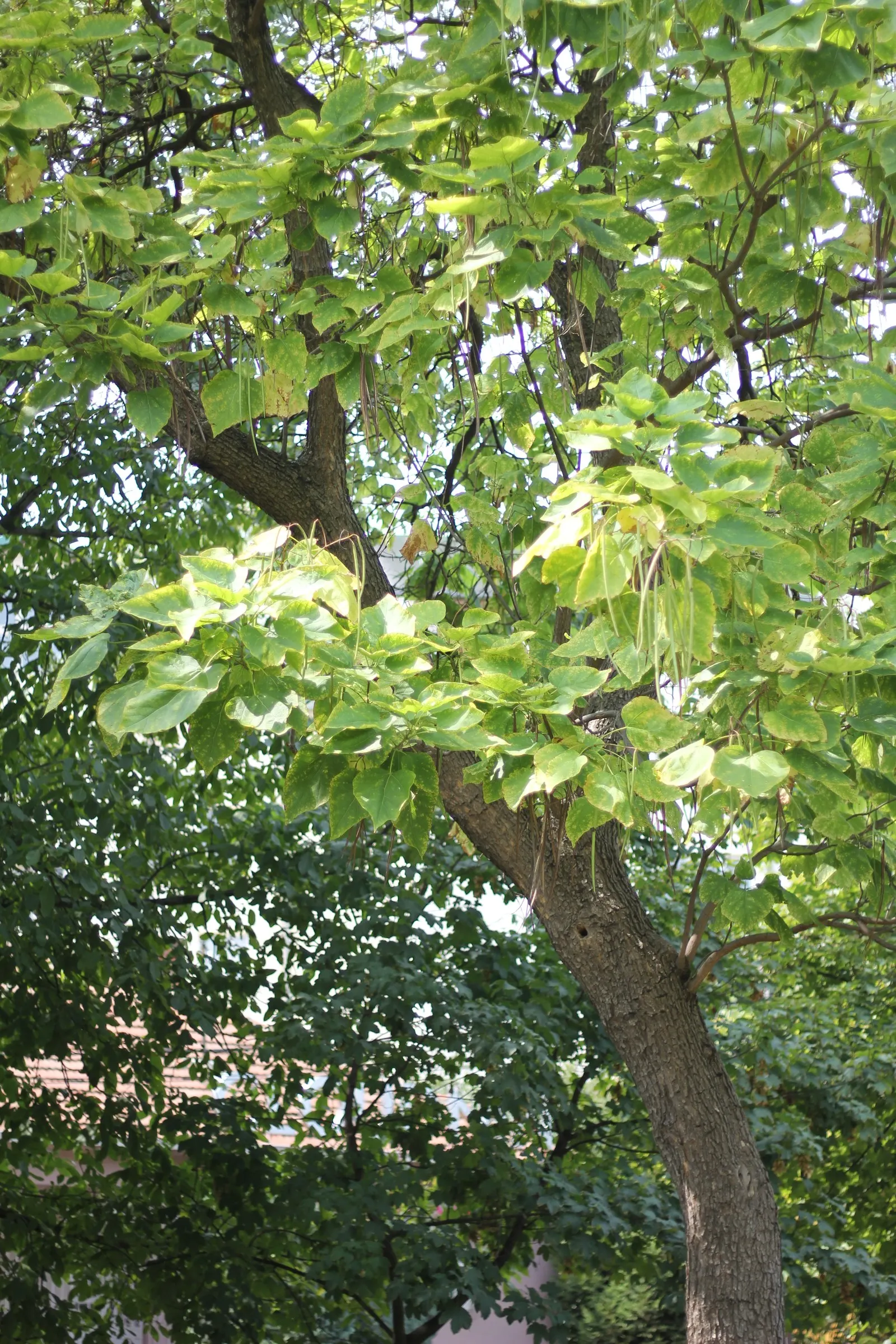 Western Catalpa (Catalpa Speciosa) — making it a splendid choice for both ornamental and practical purposes in landscaping designs; is a deciduous, image 61