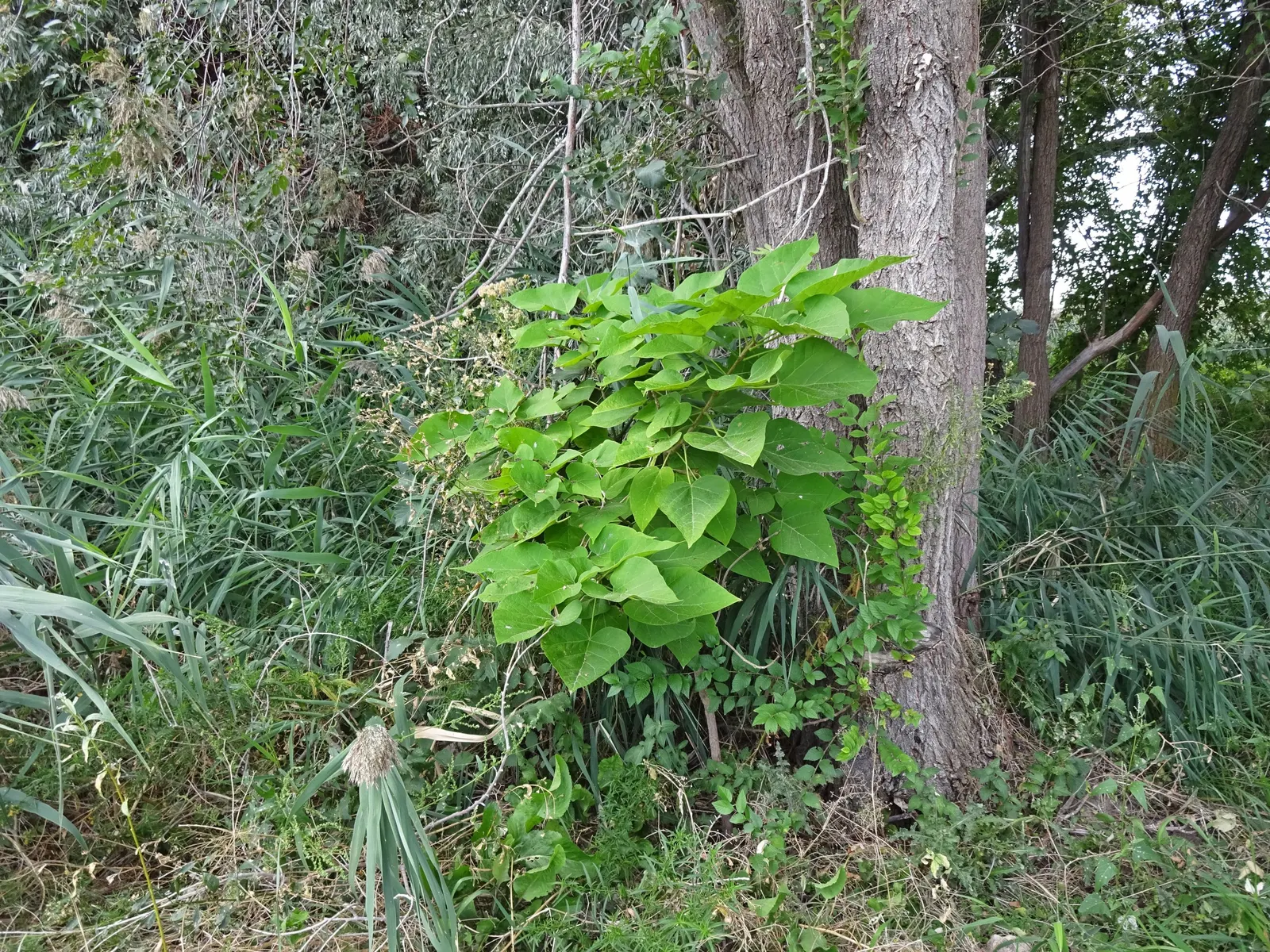 Western Catalpa (Catalpa Speciosa) — Prefers full sun and adapts to various soil types