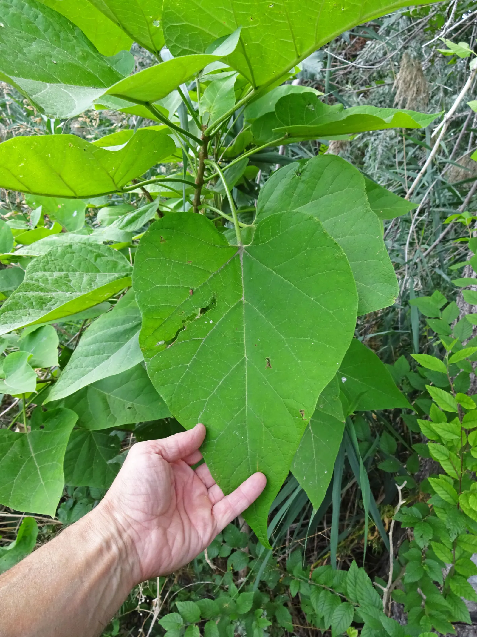 Western Catalpa (Catalpa Speciosa) — is a deciduous tree celebrated for its striking appearance and adaptability