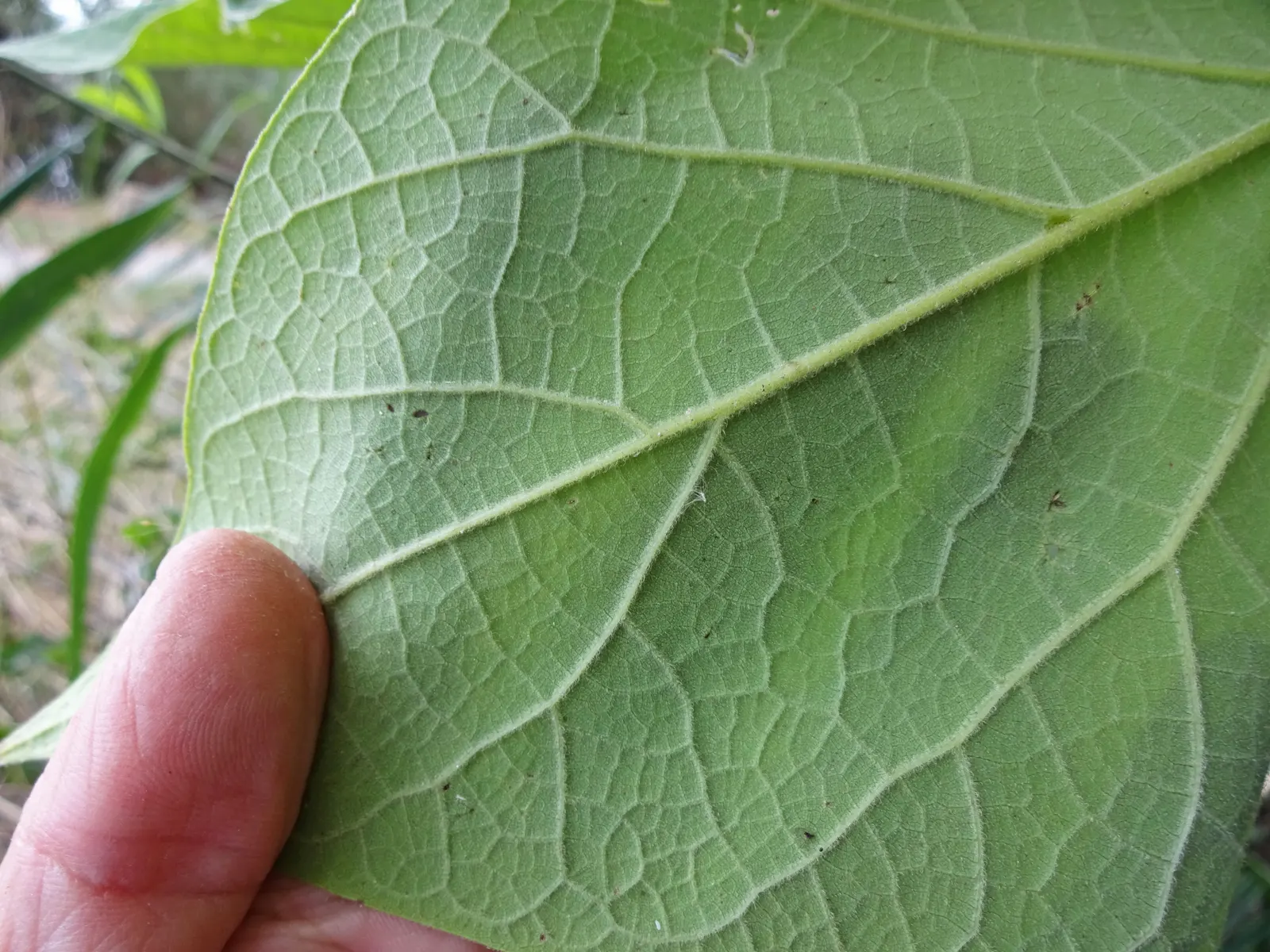 Western Catalpa (Catalpa Speciosa) — this robust species commands presence