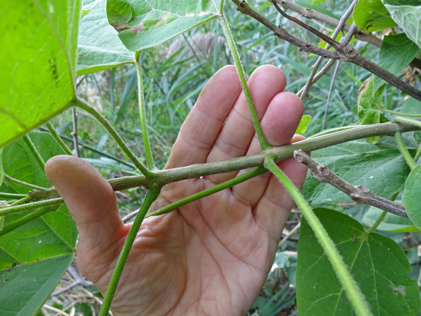 Western Catalpa (Catalpa Speciosa) — the Western Catalpa provides an expansive canopy of shade with a coarse texture