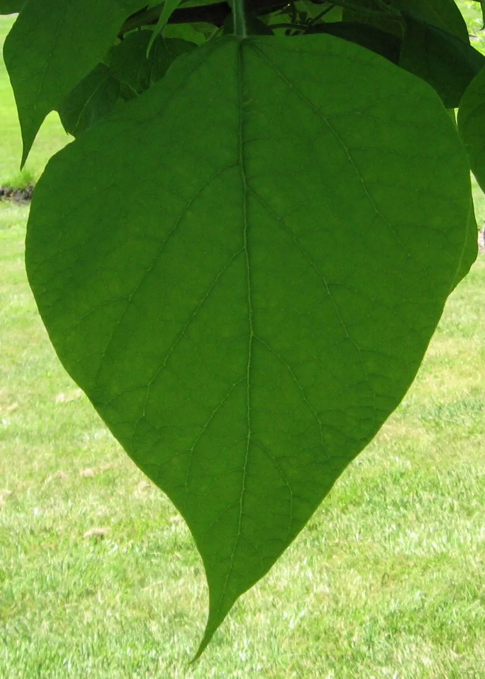 Western Catalpa (Catalpa Speciosa) — which can span up to 12 inches across