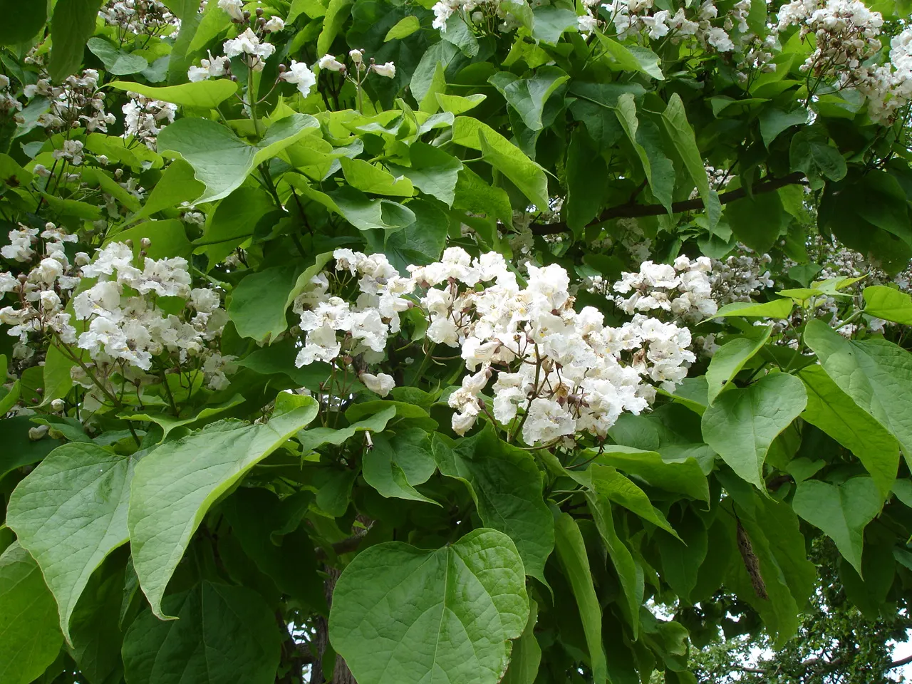 Western Catalpa (Catalpa Speciosa) — Hardy in Zones 4 through 8