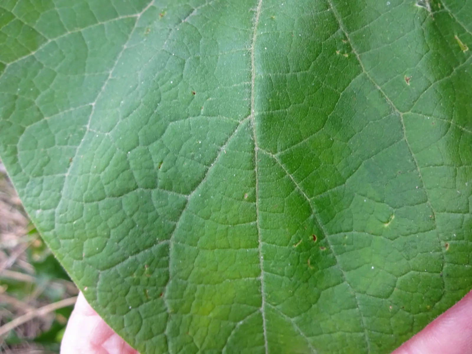 Western Catalpa (Catalpa Speciosa) — Notably resistant to disease and pests; heart-shaped leaves and showy