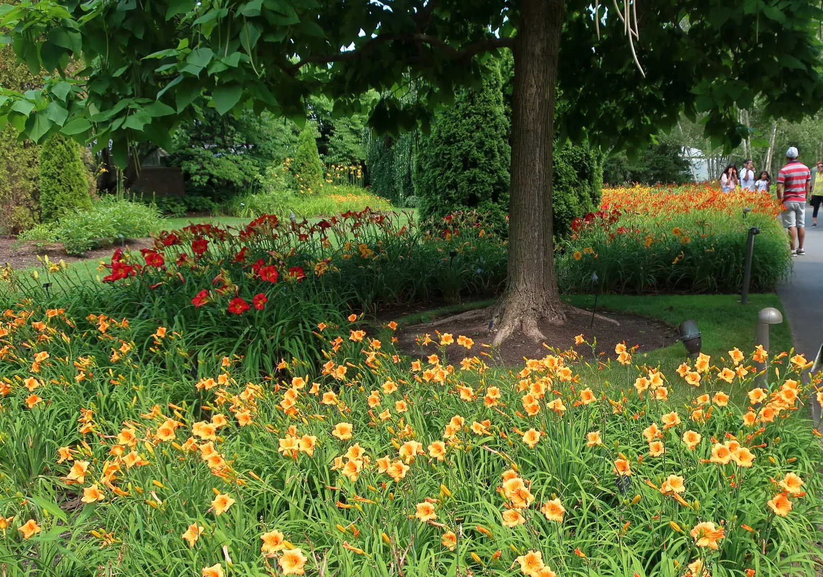 Western Catalpa (Catalpa Speciosa) — making it a splendid choice for both ornamental and practical purposes in landscaping designs