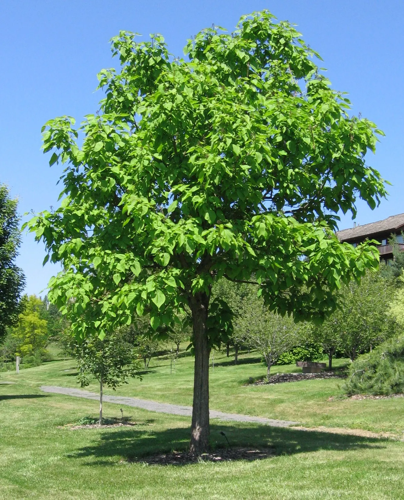 Western Catalpa (Catalpa Speciosa) — heart-shaped leaves and showy