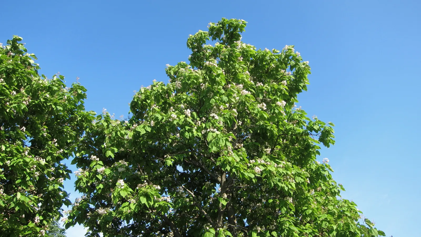 Western Catalpa (Catalpa Speciosa) — The long, slender seed pods add a unique aesthetic in fall