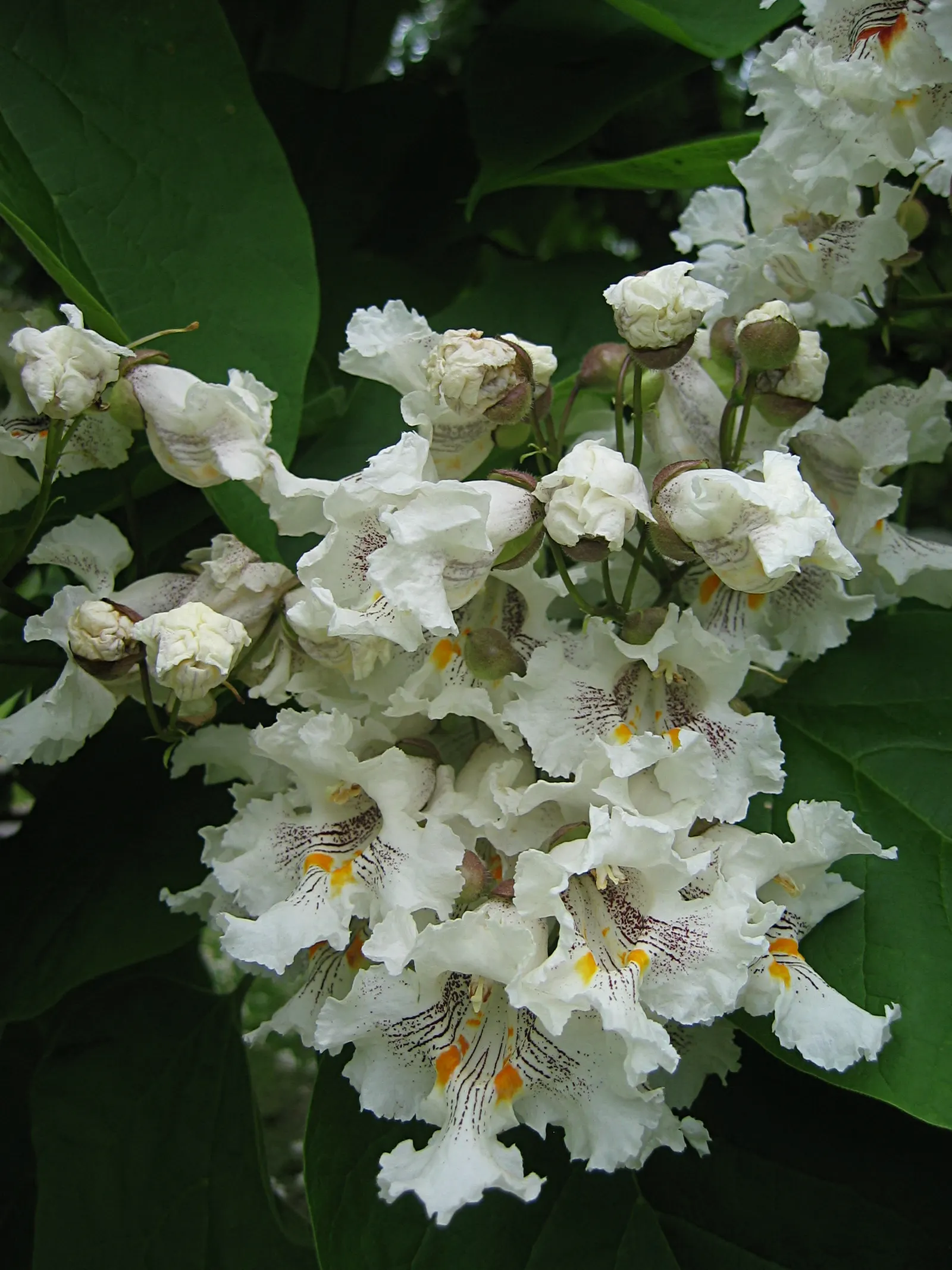 Western Catalpa (Catalpa Speciosa) — reaching up to 20 inches in length