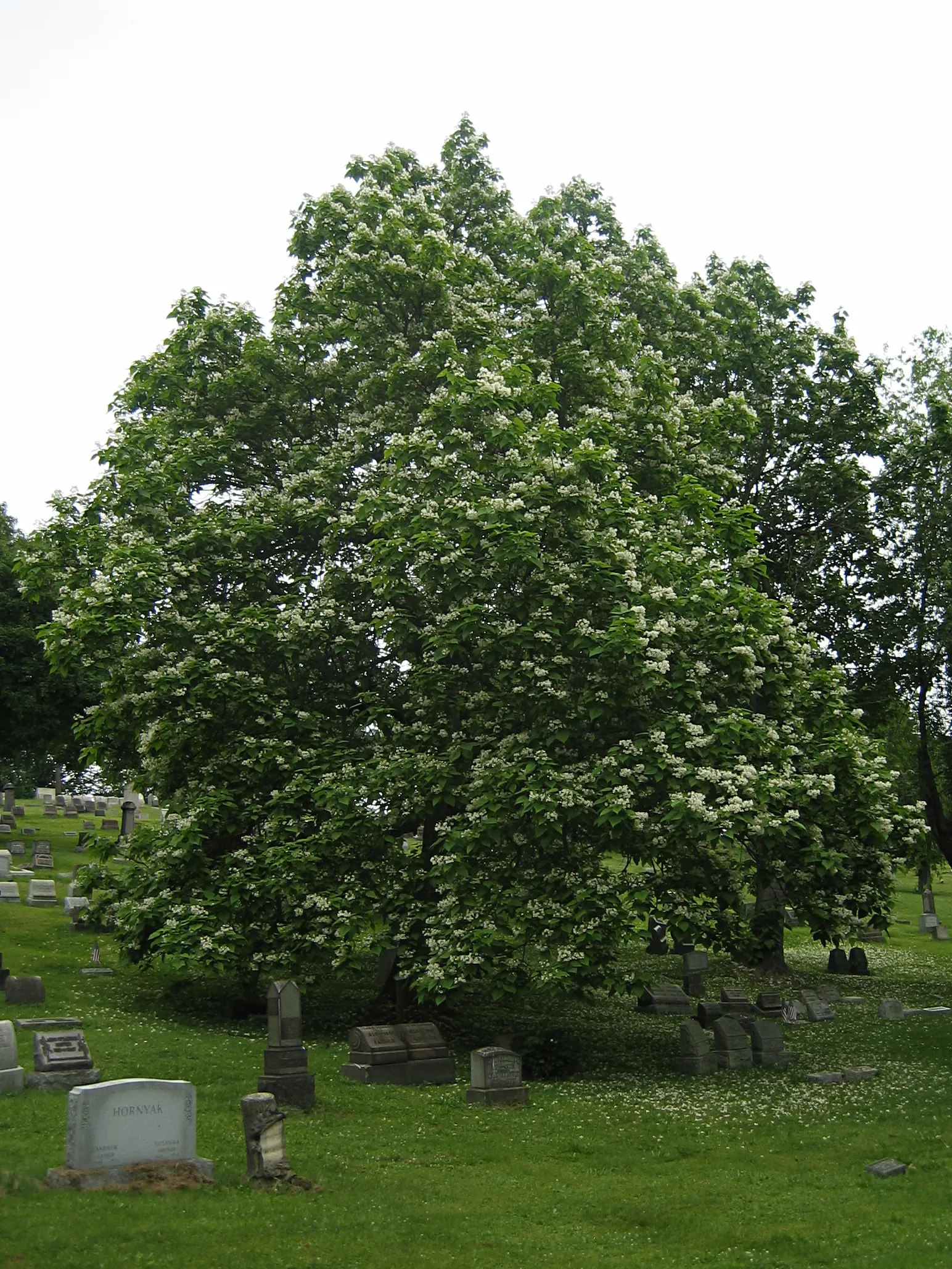 Western Catalpa (Catalpa Speciosa) — Notably resistant to disease and pests