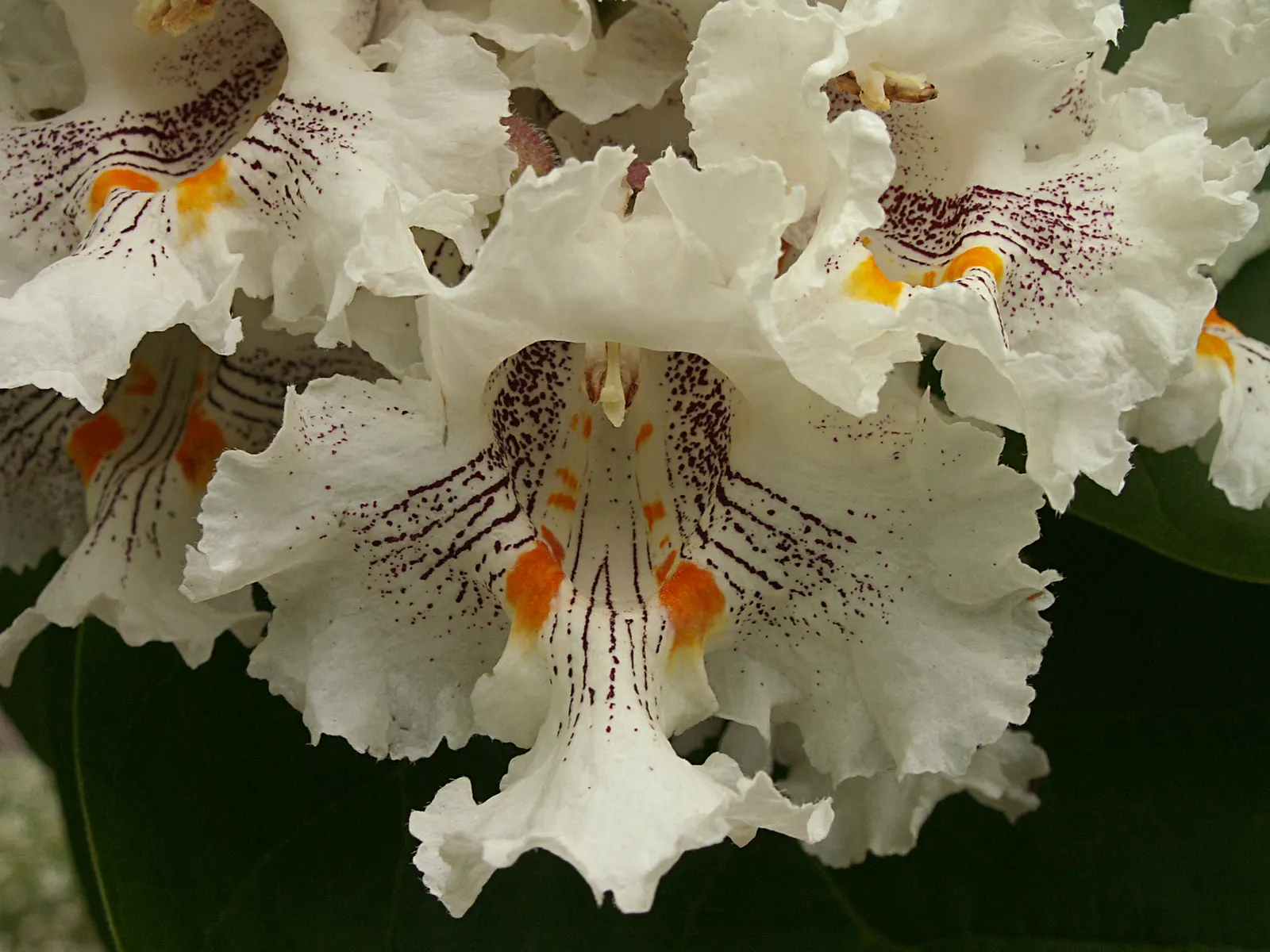 Western Catalpa (Catalpa Speciosa) — each blossom being approximately 2 inches across