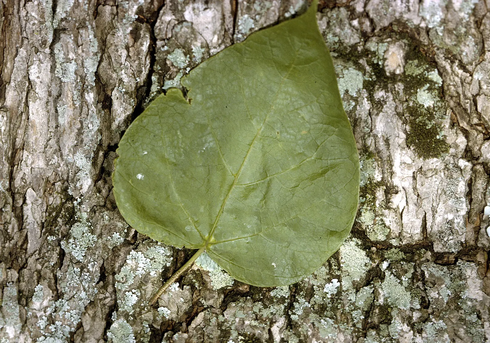 Western Catalpa (Catalpa Speciosa) — adding visual interest in the barren months.<br><br>Catalpa speciosa thrives in USDA zones 4 to 8