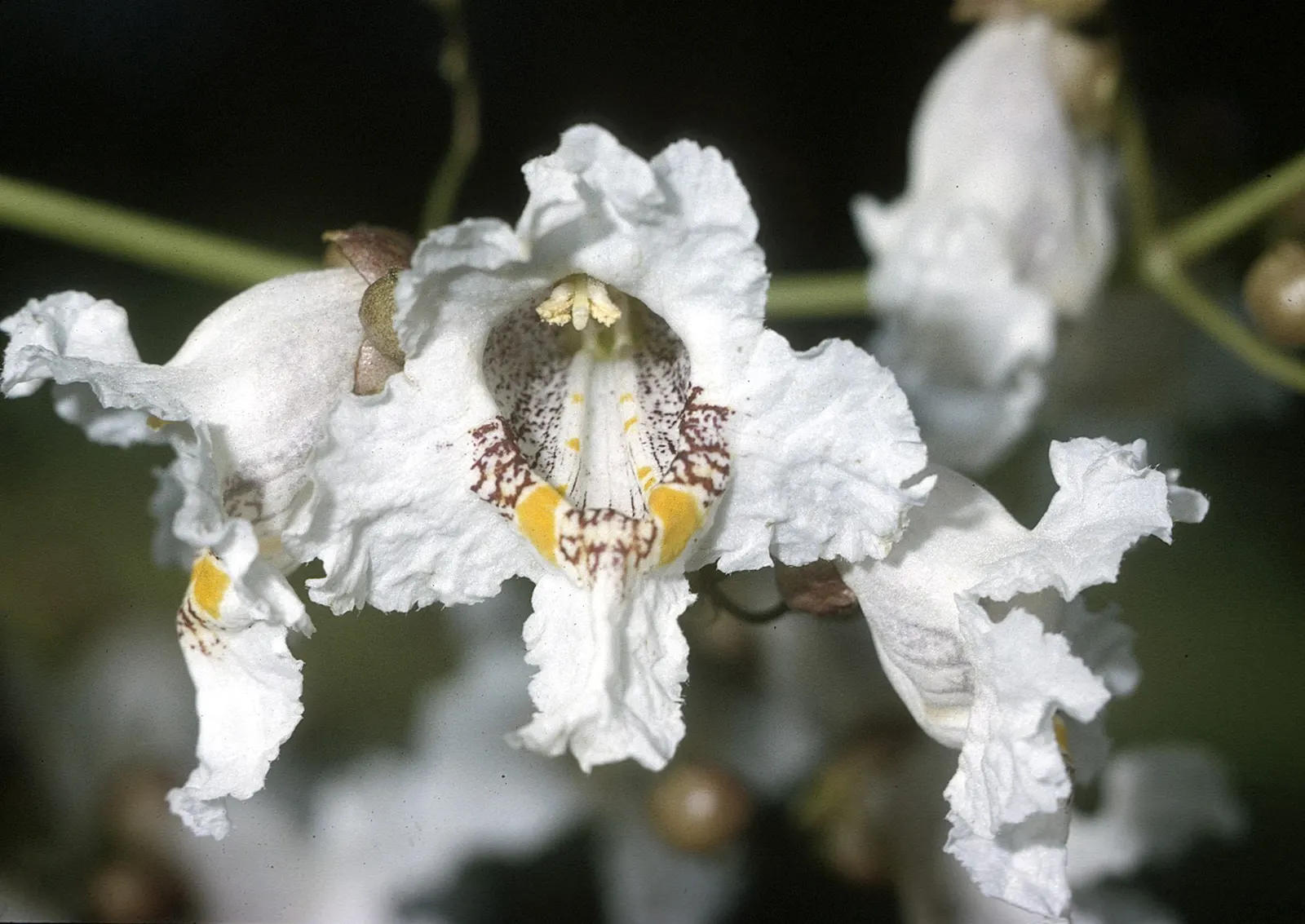 Western Catalpa (Catalpa Speciosa) — and is tolerant of various soil types