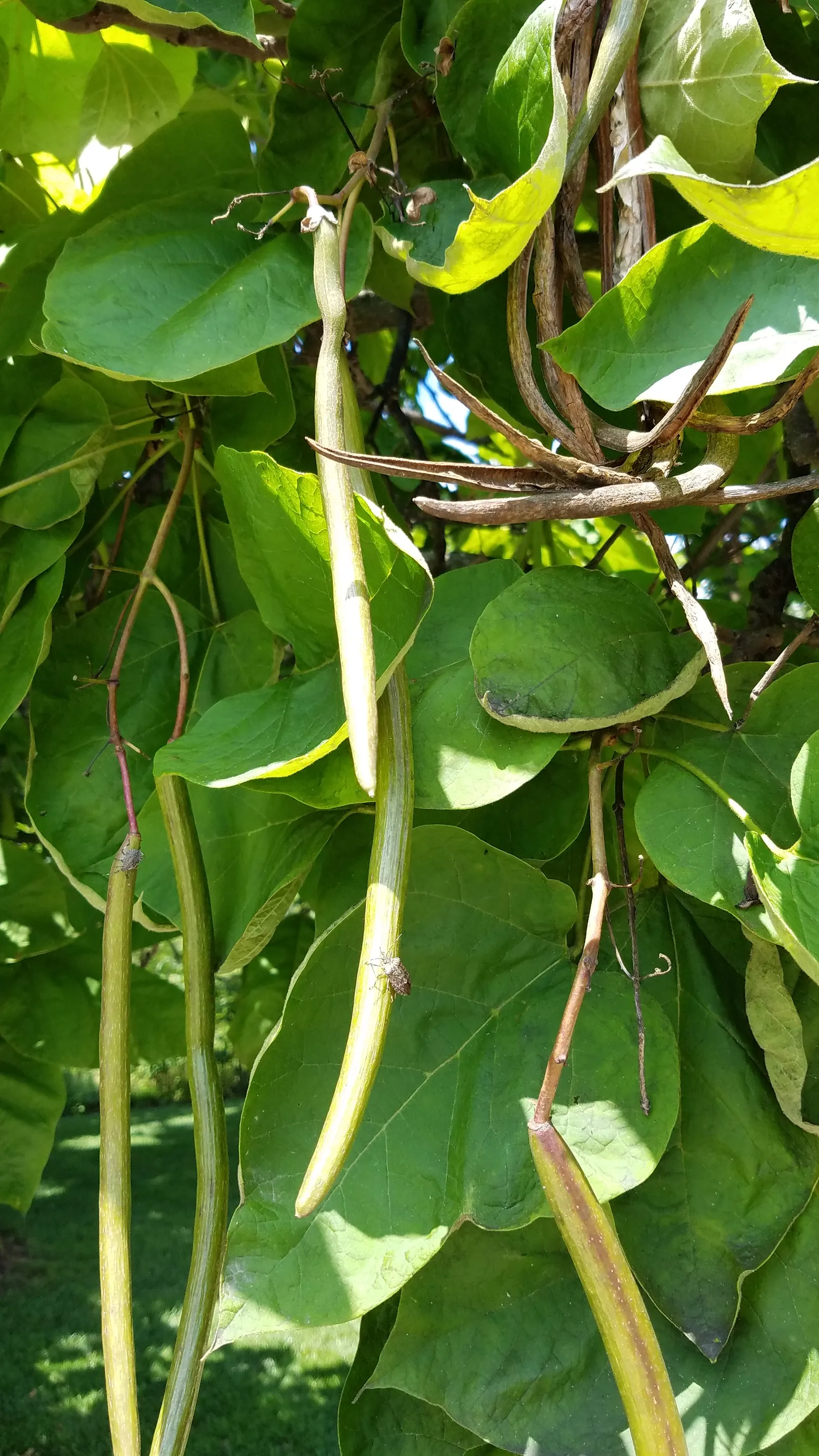 Western Catalpa (Catalpa Speciosa) — The leaves emerge a luminous green in spring, transitioning to a yellowish color in the autumn before shedding