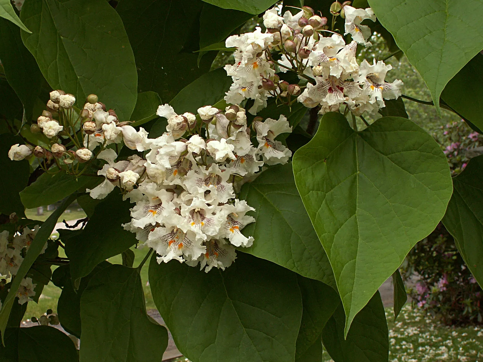 Western Catalpa (Catalpa Speciosa) — earning the tree the nickname "cigar tree." These pods persist through winter
