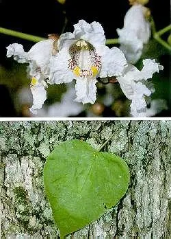 Western Catalpa (Catalpa Speciosa) — The Western Catalpa (Catalpa speciosa) is a stately deciduous tree celebrated for its broad