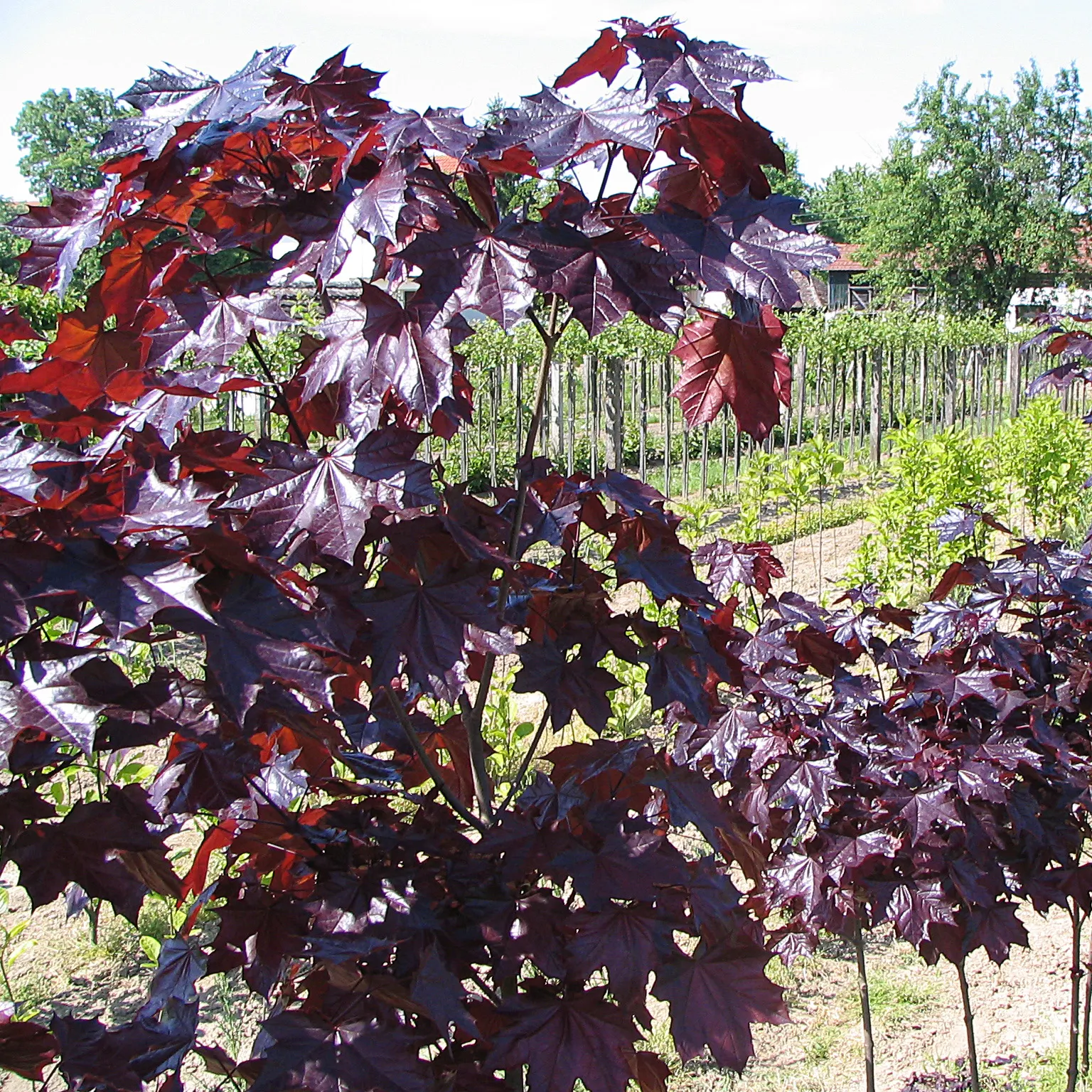 Crimson King Maple (Acer Platanoides 'Crimson King') — tree for full; space consideration is essential due to its expansive root system, image 78