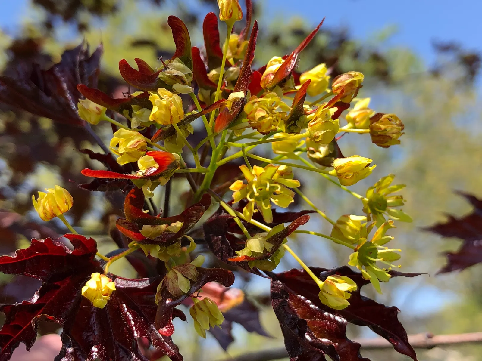 Crimson King Maple (Acer Platanoides 'Crimson King') — providing ample shade throughout the growing season.<br><br>Hardy in USDA zones 4 through 7; although