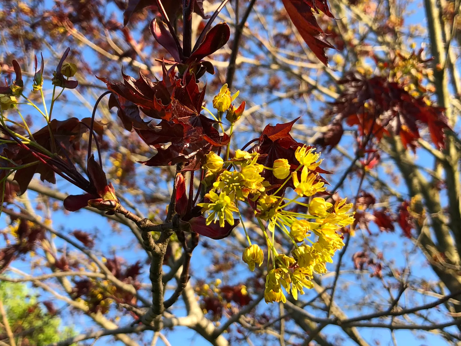 Crimson King Maple (Acer Platanoides 'Crimson King') — Annual growth can average 12 to 24 inches in both height and spread; transitioning to a deep purple that