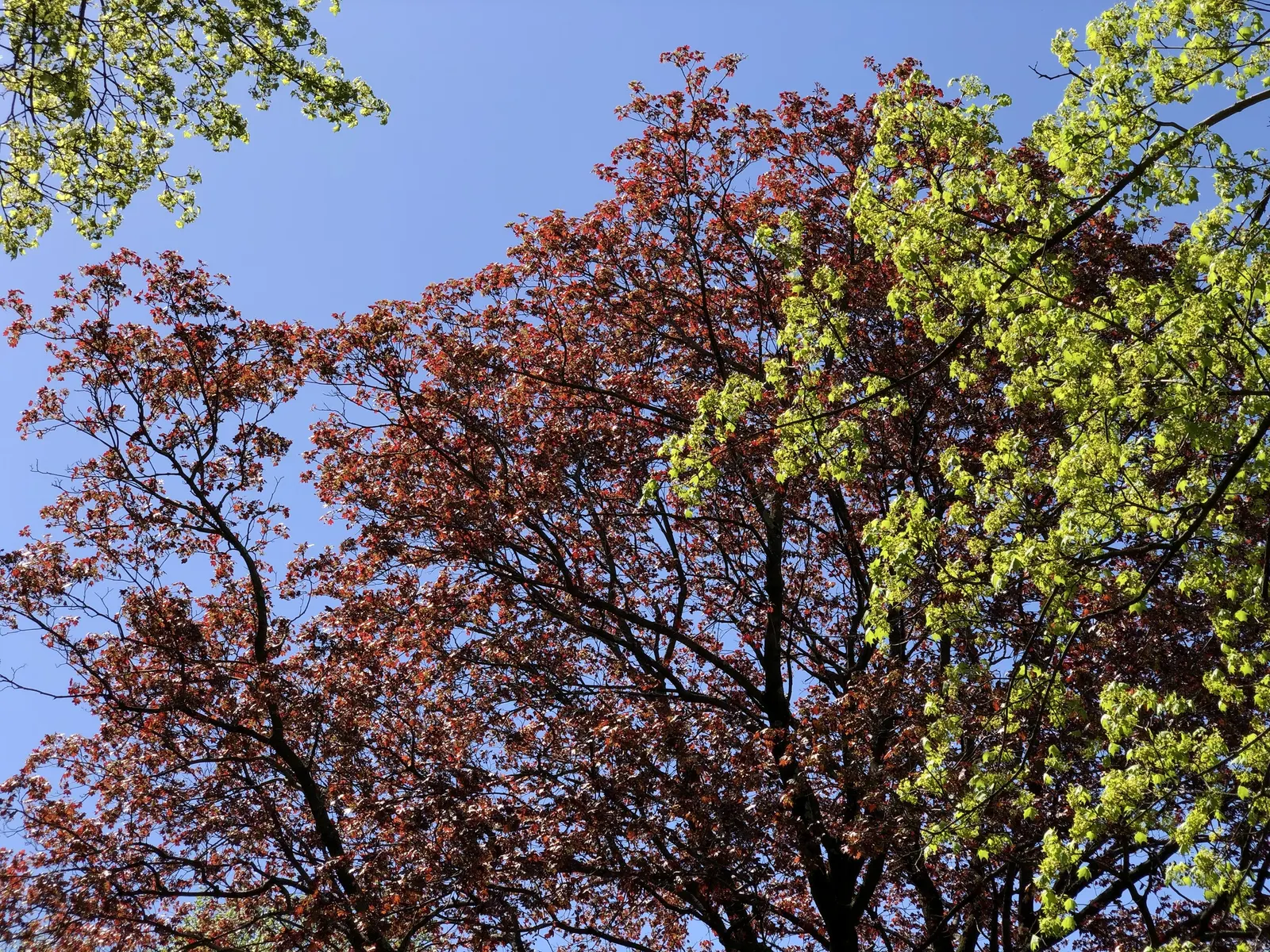 Crimson King Maple (Acer Platanoides 'Crimson King') — botanically known as Acer platanoides 'Crimson King'; the Crimson King Maple serves as a, image 56