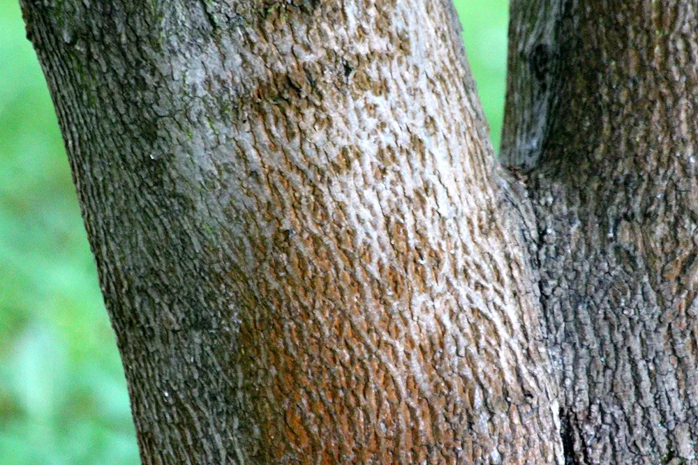 Crimson King Maple (Acer Platanoides 'Crimson King') — it can sometimes be susceptible to aphids and bark problems; annual growth can average 12 to, image 73