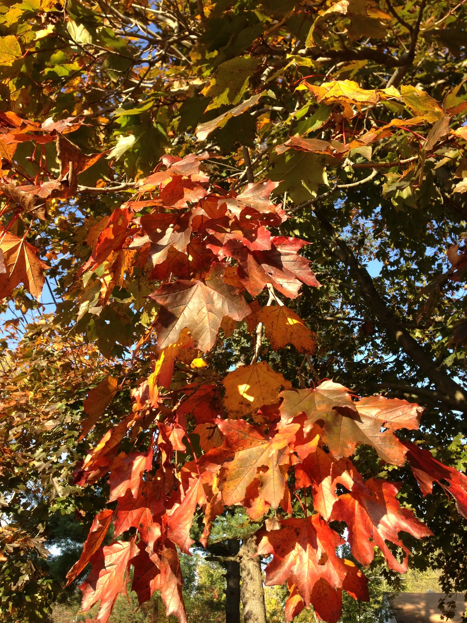 Crimson King Maple (Acer Platanoides 'Crimson King') — providing ample shade throughout the growing season.<br><br>Hardy in USDA zones 4 through 7