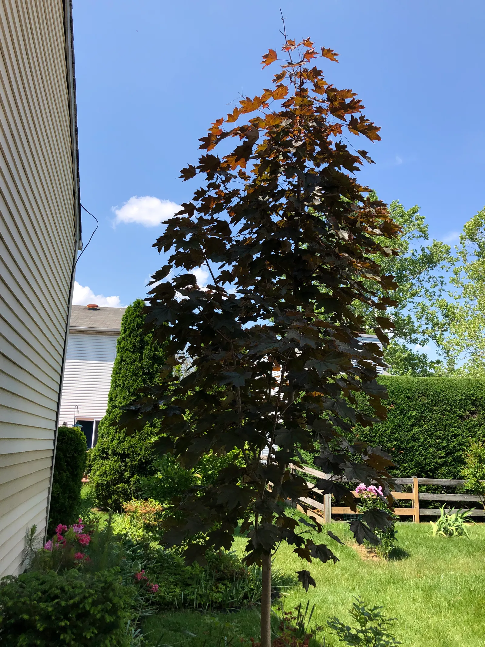Crimson King Maple (Acer Platanoides 'Crimson King') — although growth tends to slow as the tree matures.<br><br>Noted for its low maintenance, image 41