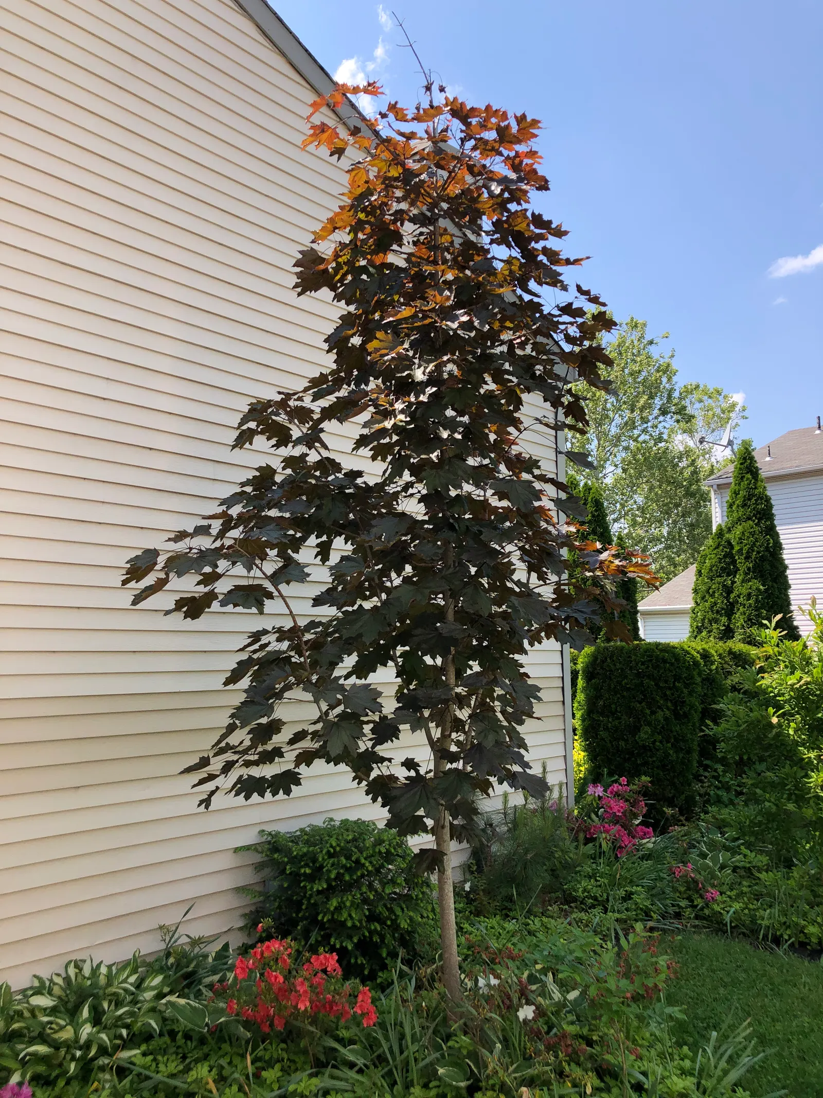 Crimson King Maple (Acer Platanoides 'Crimson King') — which should be accounted for to prevent interference with sidewalks or driveways; this deciduous tree