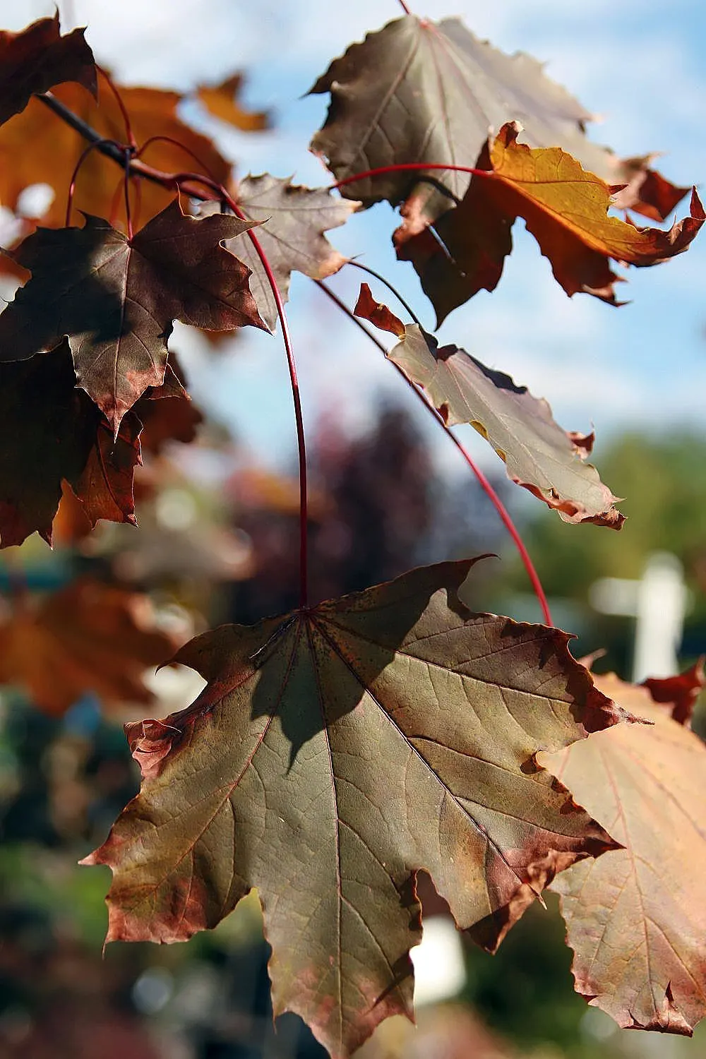 Crimson King Maple (Acer Platanoides 'Crimson King') — A cultivar of the Norway Maple; exhibiting moderate drought tolerance once established, image 58