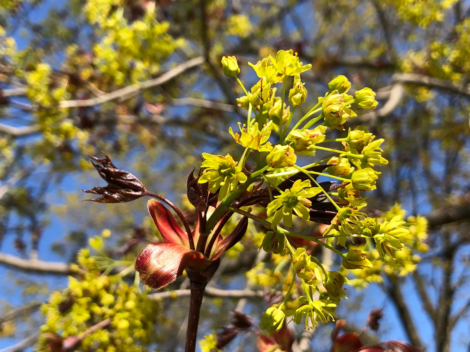 Crimson King Maple (Acer Platanoides 'Crimson King') — This deciduous tree maintains a rounded to oval crown; reaching a mature height of 35 to 50, image 61