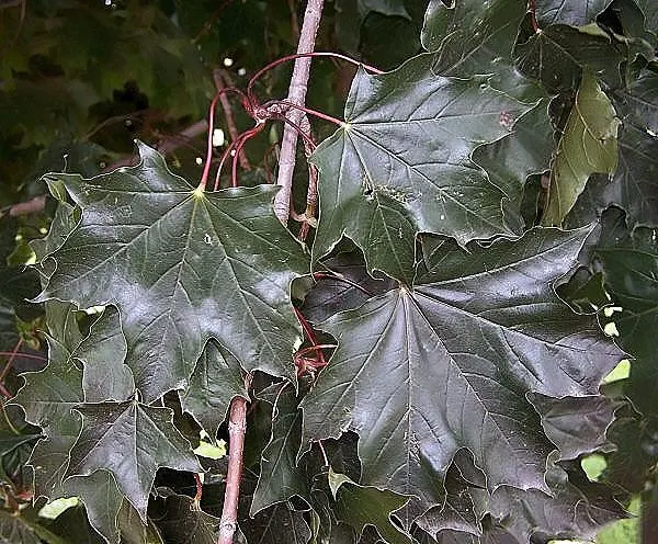 Crimson King Maple (Acer Platanoides 'Crimson King') — exhibiting moderate drought tolerance once established; providing ample shade throughout the, image 65
