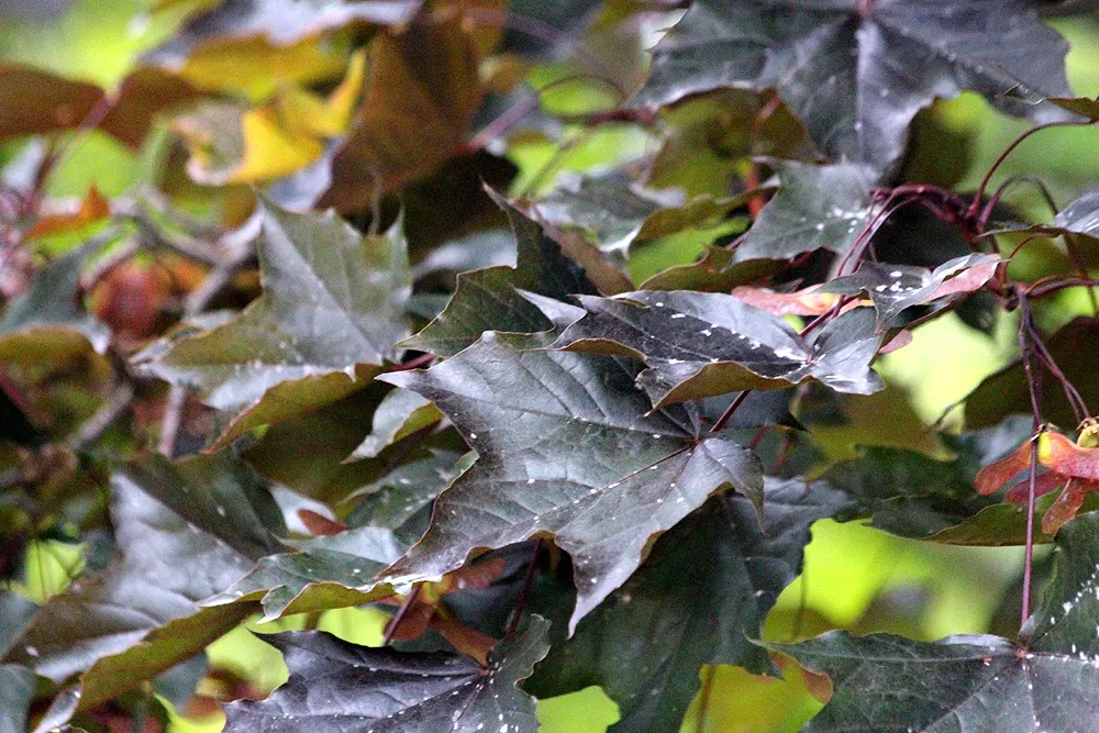 Crimson King Maple (Acer Platanoides 'Crimson King') — it can sometimes be susceptible to aphids and bark problems