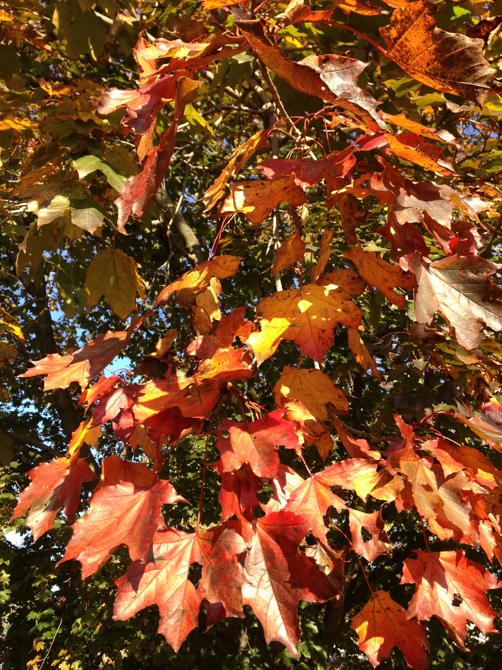 Crimson King Maple (Acer Platanoides 'Crimson King') — although growth tends to slow as the tree matures.<br><br>Noted for its low maintenance requirements