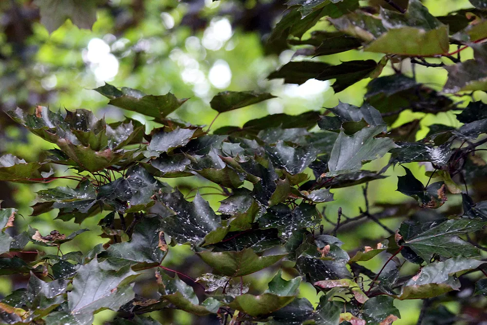 Crimson King Maple (Acer Platanoides 'Crimson King') — Reaching up to 35-50 feet in height with a 25-40 feet spread; botanically known as Acer platanoides