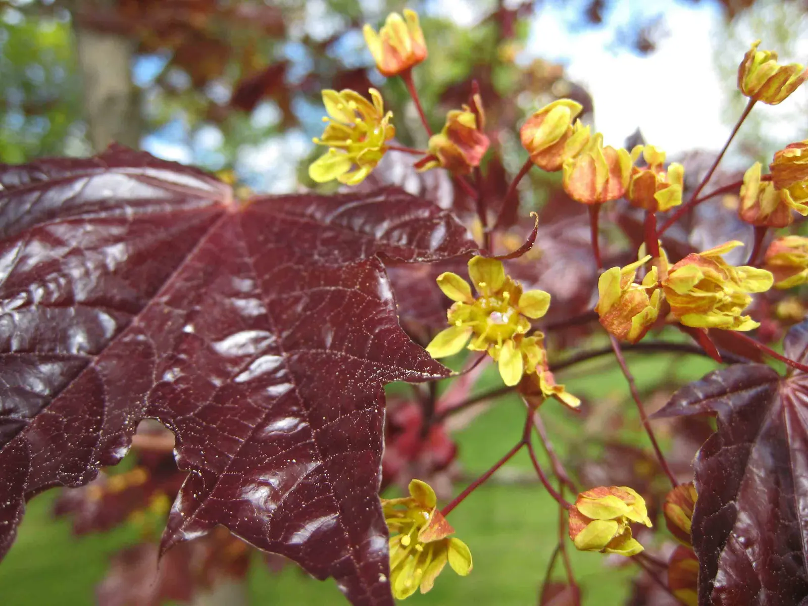 Crimson King Maple (Acer Platanoides 'Crimson King') — it boasts a commanding presence in the landscape