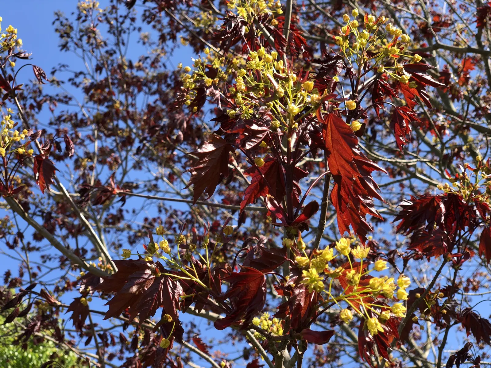 Crimson King Maple (Acer Platanoides 'Crimson King') — Reaching up to 35-50 feet in height with a 25-40 feet spread